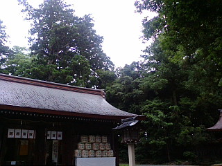 白携帯画像0609 017.jpg