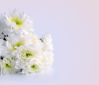 白い花.jpg